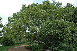 Hansen English Walnut (Juglans regia 'Hansen') at Lakeshore Garden Centres