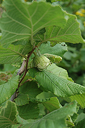 Butler Filbert (Corylus avellana 'Butler') at Lakeshore Garden Centres