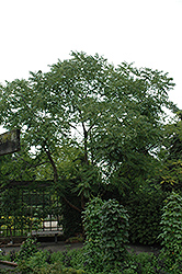 Chinese Toon (Toona sinensis) at Lakeshore Garden Centres