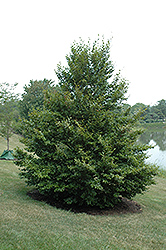Spreading Beech (Fagus sylvatica 'Horizontalis') at Lakeshore Garden Centres