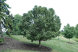 Dancer Ornamental Pear (Pyrus betulifolia 'Dancer') at Lakeshore Garden Centres