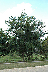 Danada Charm Elm (Ulmus 'Morton Red Tip') at Lakeshore Garden Centres