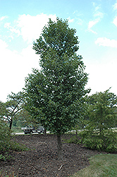Pyramidal Common Alder (Alnus glutinosa 'Pyramidalis') at Lakeshore Garden Centres