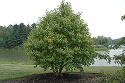 Golden Alder (Alnus incana 'Aurea') at Lakeshore Garden Centres