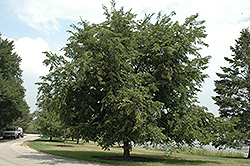 Pioneer Elm (Ulmus 'Pioneer') at Lakeshore Garden Centres