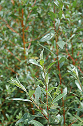 Coral Bark Willow (Salix alba 'Britzensis') at Lakeshore Garden Centres