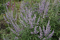 Chaste Tree (Vitex agnus-castus) at Lakeshore Garden Centres