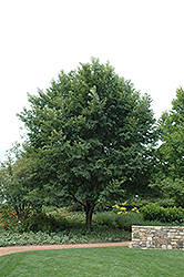 New Horizon Elm (Ulmus 'New Horizon') at Lakeshore Garden Centres