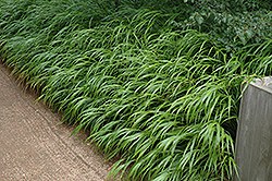 Japanese Woodland Grass (Hakonechloa macra) at Peter Knippel Garden Centre
