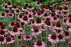 Pixie Meadowbrite Coneflower (Echinacea 'Pixie Meadowbrite') at A Very Successful Garden Center