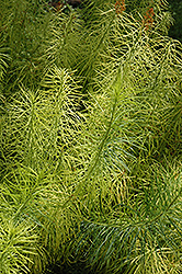Narrow-Leaf Blue Star (Amsonia hubrichtii) at Peter Knippel Garden Centre