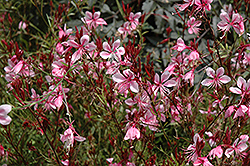 Butterfly Gaura (Gaura lindheimeri) at Lakeshore Garden Centres