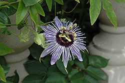 Blue Bouquet Passion Flower (Passiflora 'Blue Bouquet') at Lakeshore Garden Centres