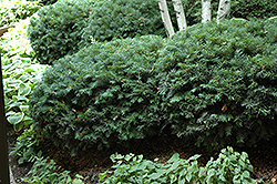 Runyan Yew (Taxus x media 'Runyan') at Lakeshore Garden Centres