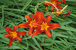 Nashville Star Daylily (Hemerocallis 'Nashville Star') at Lakeshore Garden Centres