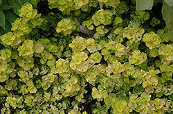 Golden Curly Oregano (Origanum vulgare 'Aureum Crispum') at Lakeshore Garden Centres