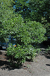 Seaside Alder (Alnus maritima) at Lakeshore Garden Centres