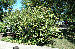 Red Alder (Alnus rugosa) at Lakeshore Garden Centres