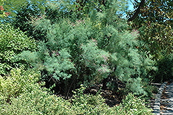 Small-Flowered Tamarisk (Tamarix parviflora) at Lakeshore Garden Centres