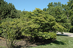 Japanese Winterberry (Ilex serrata) at Lakeshore Garden Centres