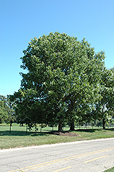 Blue Ash (Fraxinus quadrangulata) at Lakeshore Garden Centres
