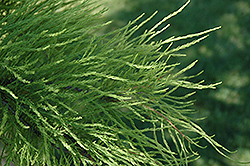 Pond Cypress (Taxodium distichum 'var. nutans') at Lakeshore Garden Centres