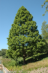 Shawnee Brave Baldcypress (Taxodium distichum 'Shawnee Brave') at Lakeshore Garden Centres