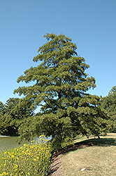 Cutleaf Common Alder (Alnus glutinosa 'Laciniata') at Lakeshore Garden Centres