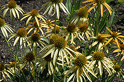 Mango Meadowbrite Coneflower (Echinacea 'Mango Meadowbrite') at Lakeshore Garden Centres