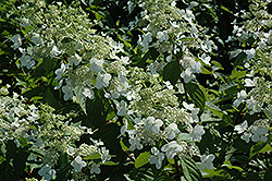 Angel's Blush Hydrangea (Hydrangea paniculata 'Ruby') at Lakeshore Garden Centres