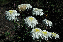 Fiona Coghill Shasta Daisy (Leucanthemum x superbum 'Fiona Coghill') at Lakeshore Garden Centres