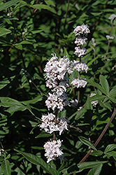 Fletcher Pink Chaste Tree (Vitex agnus-castus 'Fletcher Pink') at Lakeshore Garden Centres