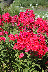 Jubilee Garden Phlox (Phlox paniculata 'Jubilee') at Lakeshore Garden Centres
