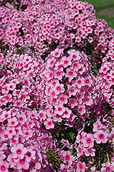 Barce Garden Phlox (Phlox paniculata 'Barce') at Lakeshore Garden Centres