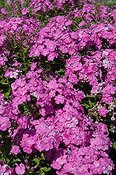 Eden's Smile Garden Phlox (Phlox paniculata 'Eden's Smile') at Lakeshore Garden Centres