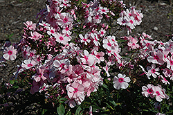 Rowie Garden Phlox (Phlox paniculata 'Rowie') at Lakeshore Garden Centres