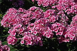 Baby Face Garden Phlox (Phlox x arendsii 'Baby Face') at Lakeshore Garden Centres