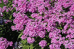 Hesperis Garden Phlox (Phlox paniculata 'Hesperis') at Lakeshore Garden Centres