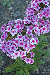 Swirly Burly Garden Phlox (Phlox paniculata 'Swirly Burly') at Lakeshore Garden Centres