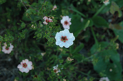 Hopwood Cinquefoil (Potentilla x hopwoodiana) at Lakeshore Garden Centres