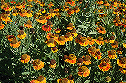 Sahin's Early Flowerer Sneezeweed (Helenium 'Sahin's Early Flowerer') at Lakeshore Garden Centres
