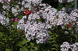 Delta Snow Garden Phlox (Phlox paniculata 'Delta Snow') at Lakeshore Garden Centres