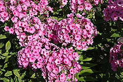 Inta Garden Phlox (Phlox paniculata 'Inta') at Lakeshore Garden Centres