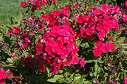 Miss Mary Garden Phlox (Phlox paniculata 'Miss Mary') at Lakeshore Garden Centres