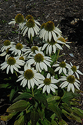 Kim's Mop Head Coneflower (Echinacea 'Kim's Mop Head') at Lakeshore Garden Centres