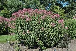 Little Red Joe Pye Weed (Eupatorium maculatum 'Little Red') at Lakeshore Garden Centres