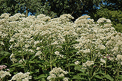Bartered Bride Joe Pye Weed (Eupatorium maculatum 'Bartered Bride') at Lakeshore Garden Centres