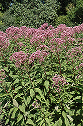 Glutball Joe Pye Weed (Eupatorium maculatum 'Glutball') at Lakeshore Garden Centres