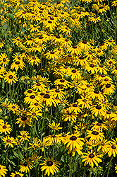 Golden Elf Coneflower (Rudbeckia fulgida 'Golden Elf') at Lakeshore Garden Centres