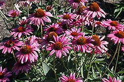 The King Coneflower (Echinacea purpurea 'The King') at Lakeshore Garden Centres
